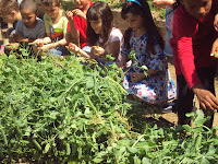 alumnos recogiendo habas en el huerto escolar