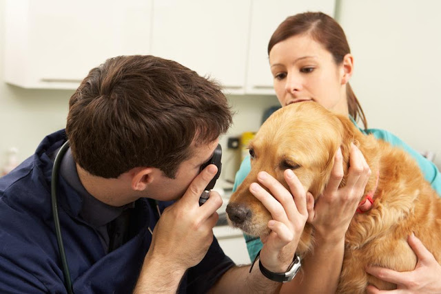 Những lí do khiến chó bị đau mắt và cách điều trị