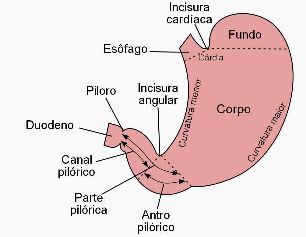 Medicina facilitando fontes CÂNCER GÁSTRICO E