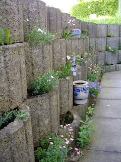 Terrassen- und Balkonbepflanzung: Zwischenbilanz meiner Terrassen- und