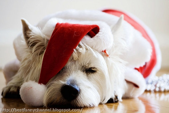 Funny sleeping Christmas dog.