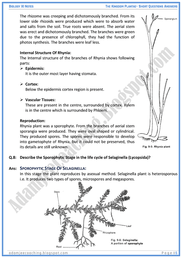kingdom-plantae-short-question-answers-biology-11th