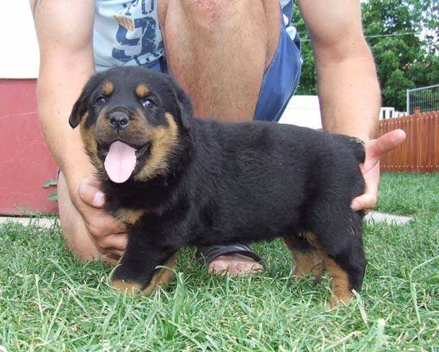 Rottweiler Dogs With Tails