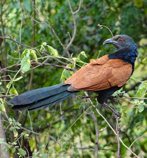 Greater coucal - Centropus sinensis