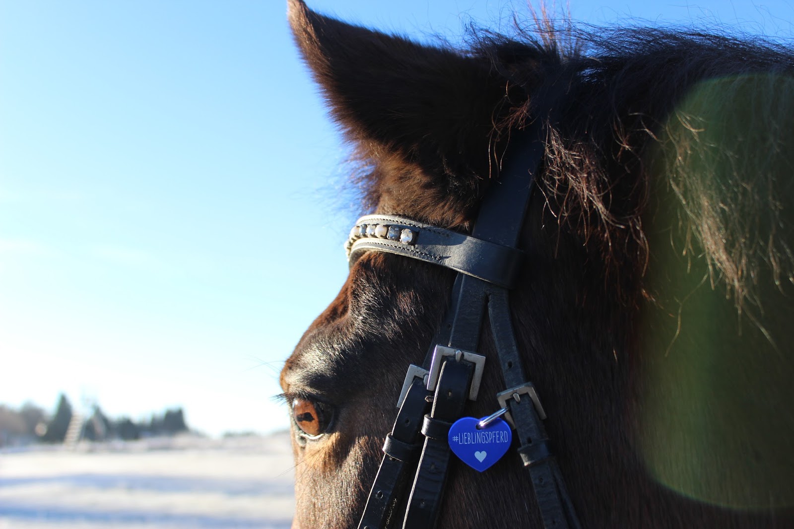 Lieblingspferd: #Lieblingspferd ♥ - Unsere neue Marke von Soulhorse.de