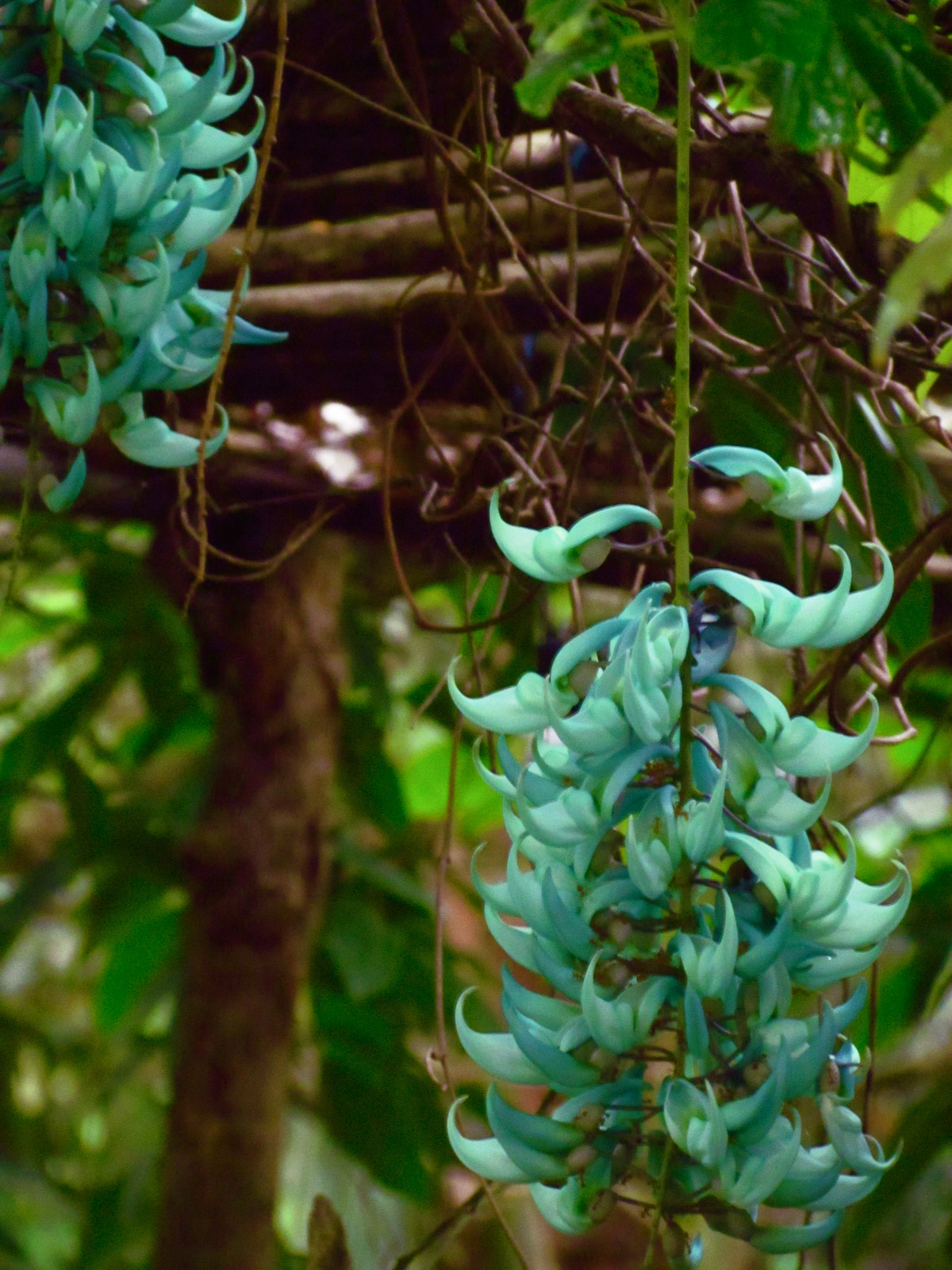 1784 Jade Vine