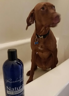 Rockwell Pets Pro Natural Dog Shampoo www.RockwellPetsPro.com