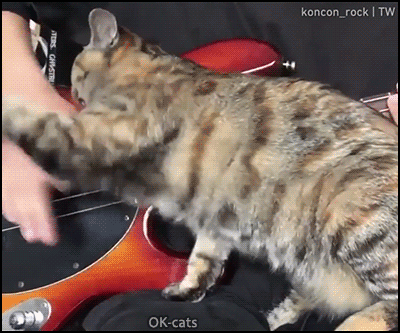 Hilarious Cat GIF • Funny cat bites hand and thumb of his human when playing bass guitar Hilarious Cat GIF • Funny cat bites hand and thumb of his human when playing bass guitar