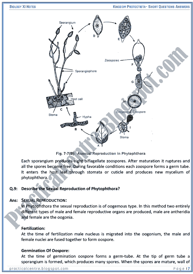 Kingdom Protista (Protoctista) - Short Questions Answers - Biology XI