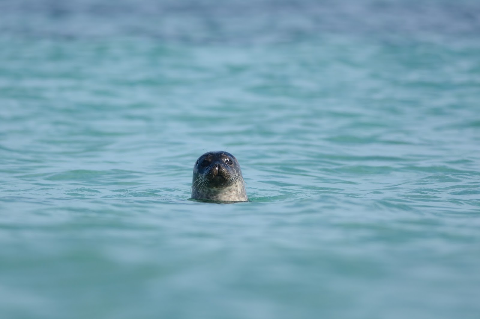 Puffins nesting on Orkney cliffs