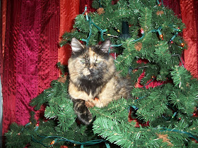 Cat sitting in a Christmas tree 