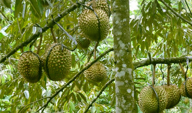 Peluang Usaha Budidaya Durian Montong