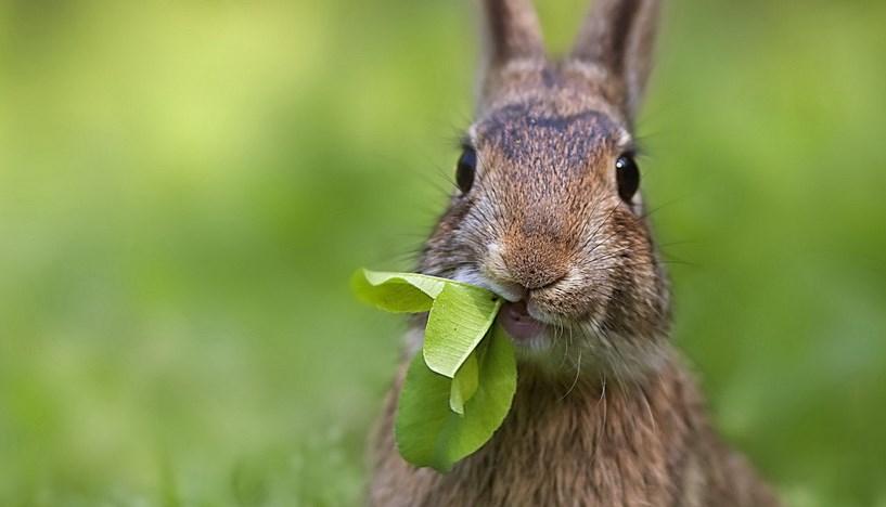 Kelinci liar makan rumput di dalam hutan dan di alam bebas foto asli kelinci liar