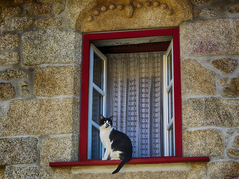 Gato numa janela de Castelo Novo, Aldeias Históricas de Portugal