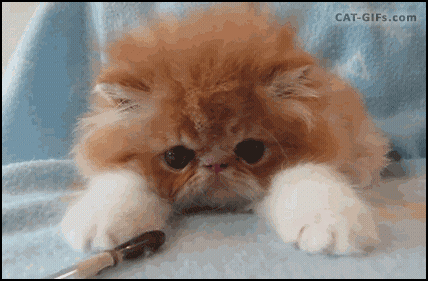 Funny cats - part 217, best cats, cute cat gifs, adorable cat gif