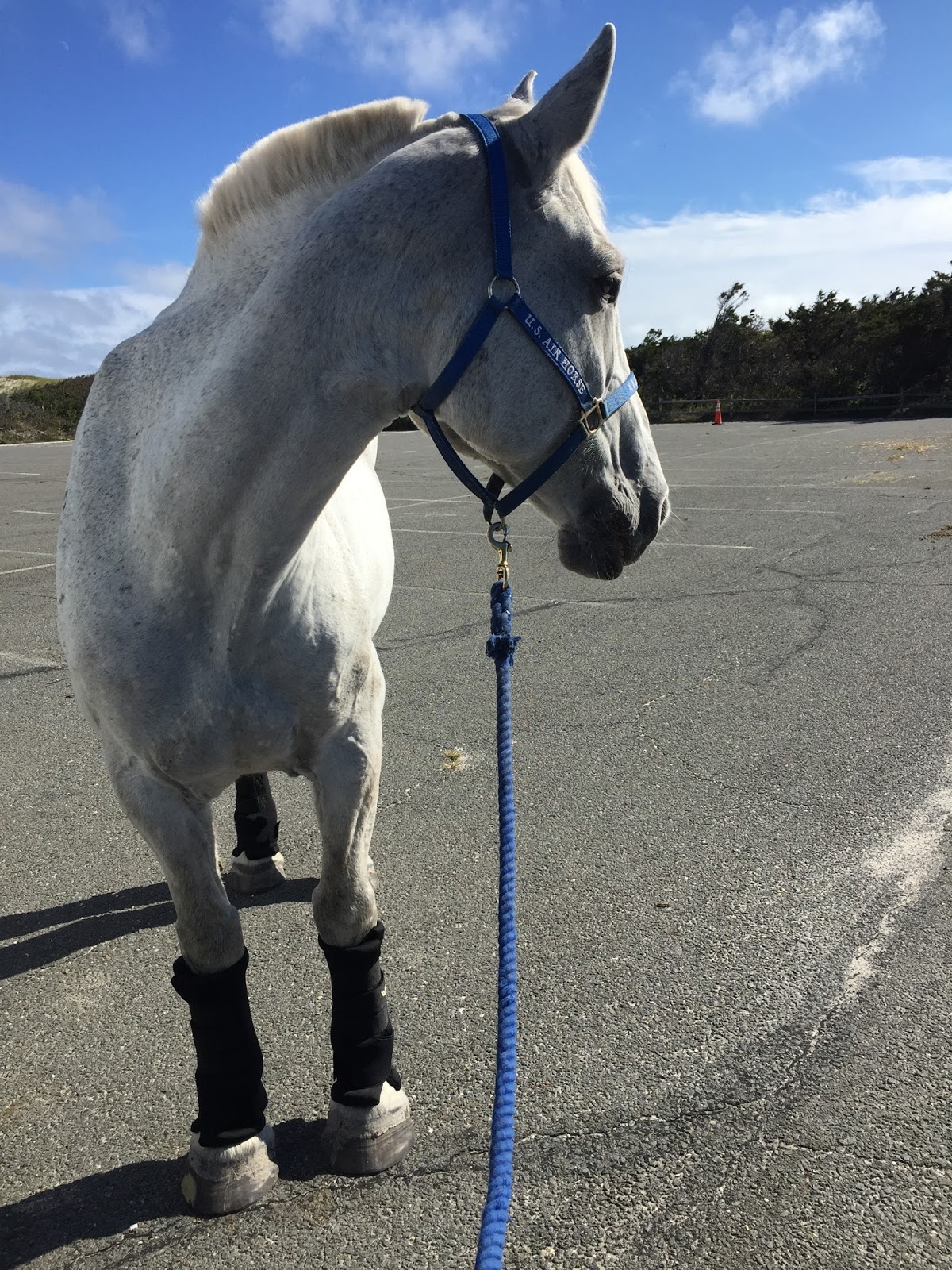 The Jumping Percheron How to Dress a Draft Horse