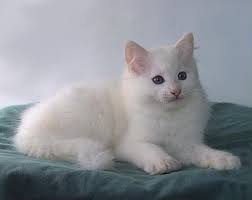 Cute And Funny Images Of White Kitten 39