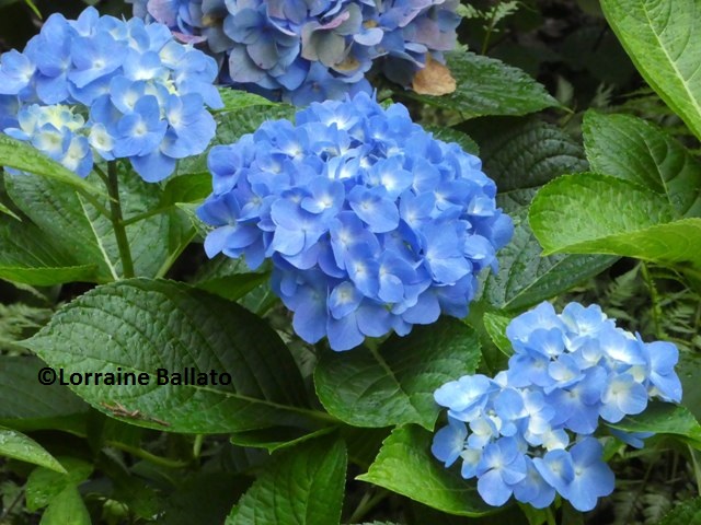 Pinch Pruning Your Hydrangeas