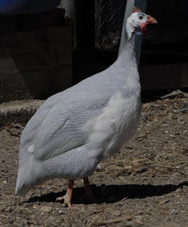 Ayam Mutiara Silver