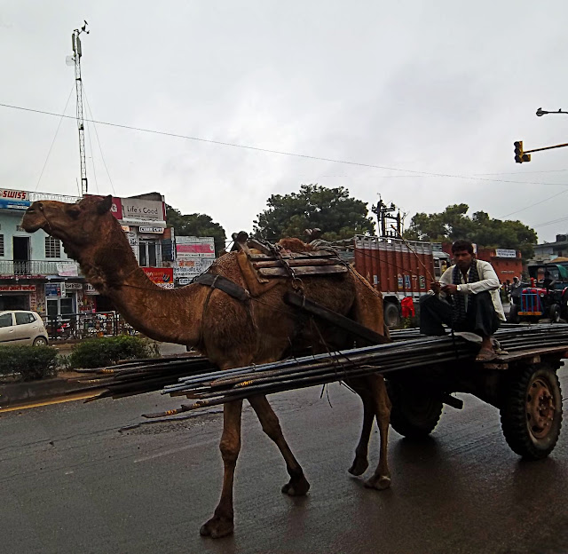 camel cart in Rajasthan, India