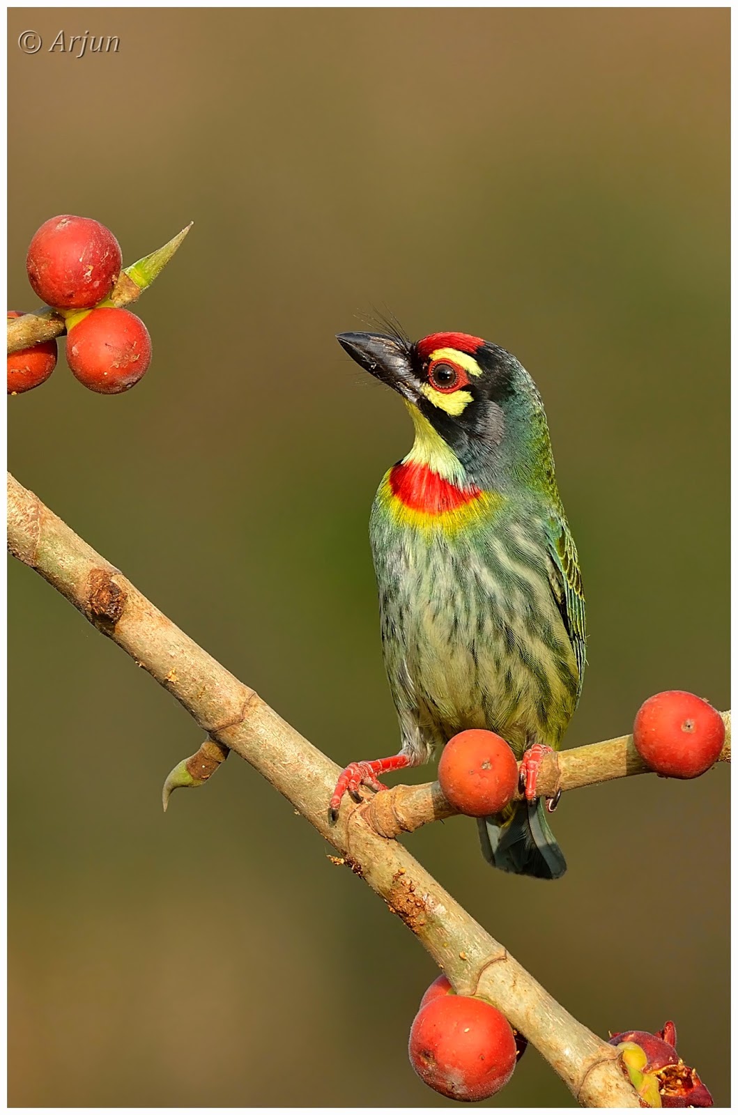 Wildlife Coppersmith barbet