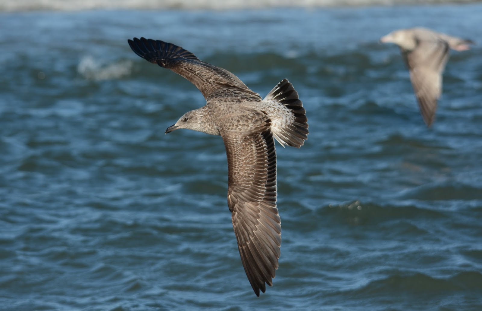 Anything Larus: Florida's First Banded Lesser Black-backed Gull