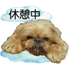 Line クリエイターズスタンプ 動く犬 ブリュッセル グリフォン Example With Gif Animation
