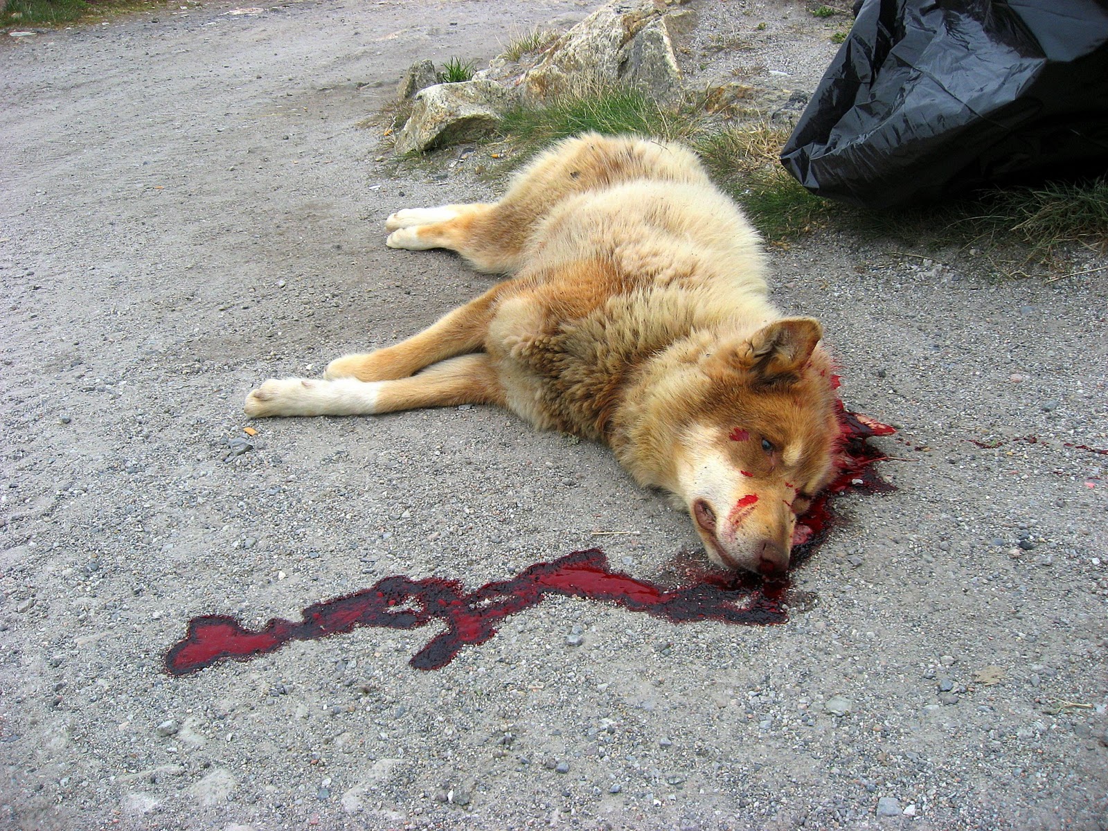 Signs Of Natural Death In Dogs Signs Of Natural Death In Dogs