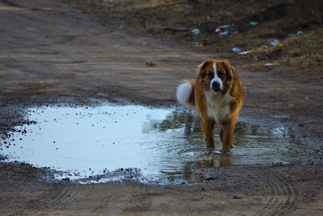 How to prepare your pets for natural disaster: Climate change increases likelihood of disasters for the entire family