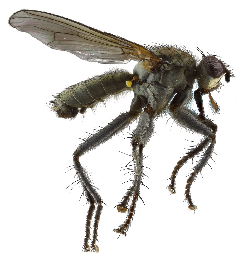 Nature photography with magnification: Photographing of insect ...