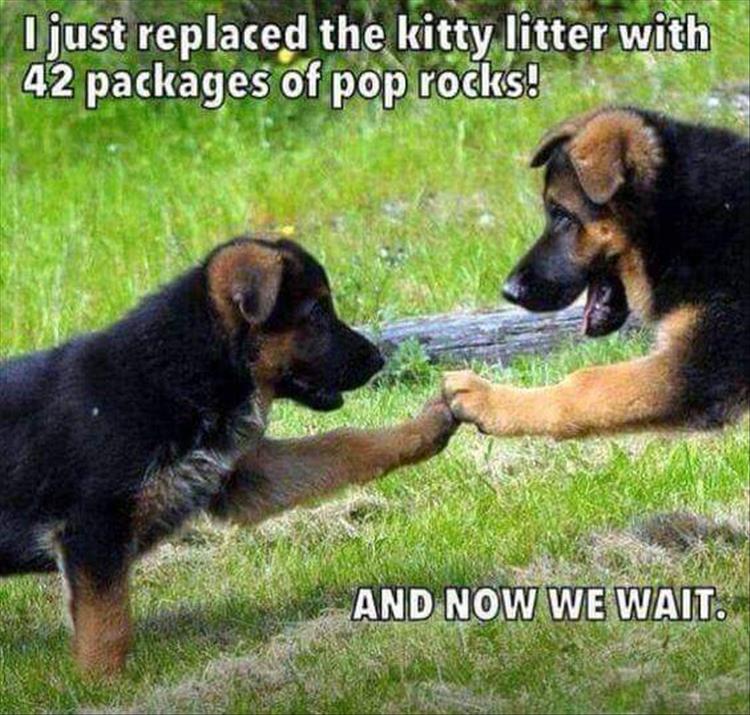 30 Funny animal captions - part 48, animal pictures with captions, best funny captions
