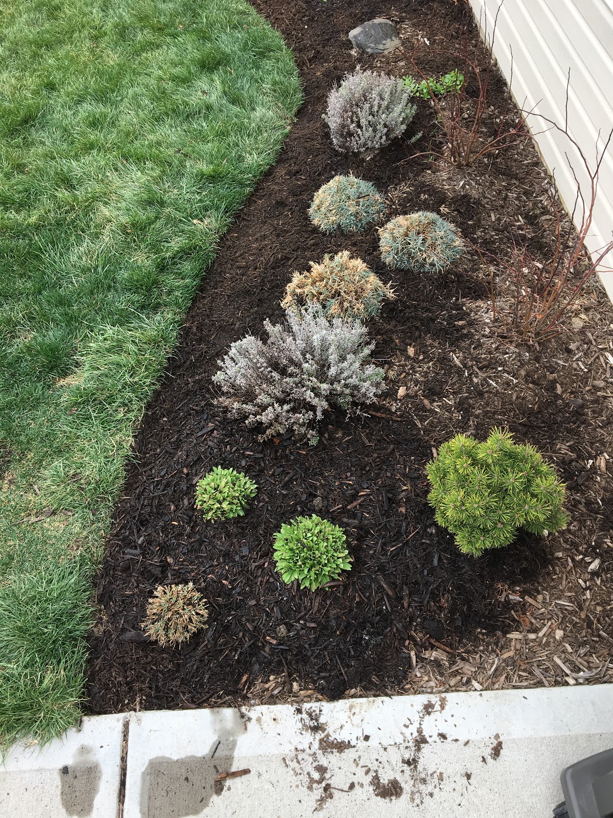 Yellow Forsythia Bushes In Spring Landscape Photos