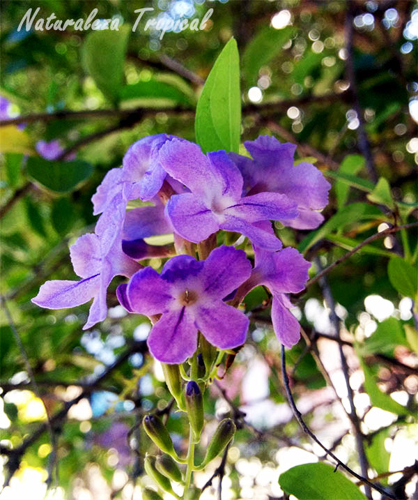 Flores rosas de la planta Corona de Novia, Duranta erecta