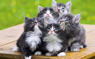 Free Download HD Wallpapers: Cute Cat HD Wallpapers