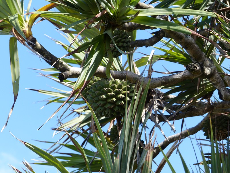 Faaxaal Photos nature gratuites et libres de droits Pandanus utilis