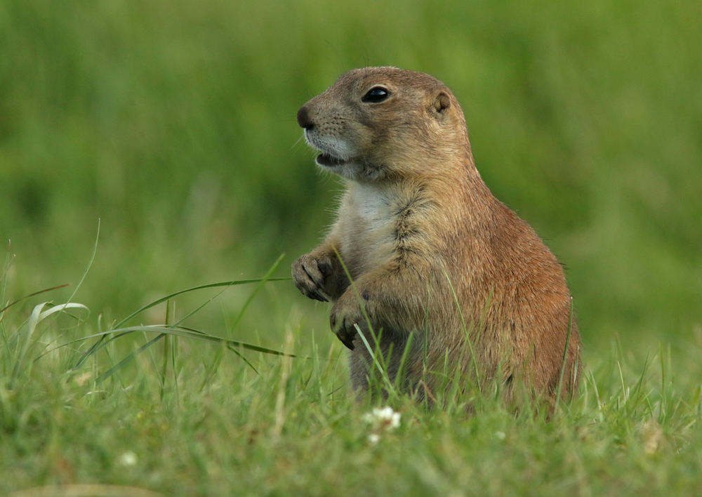 Birding Berrien and Beyond Varmints. But cute varmints.