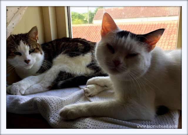 Basil and Smooch in the upstairs window