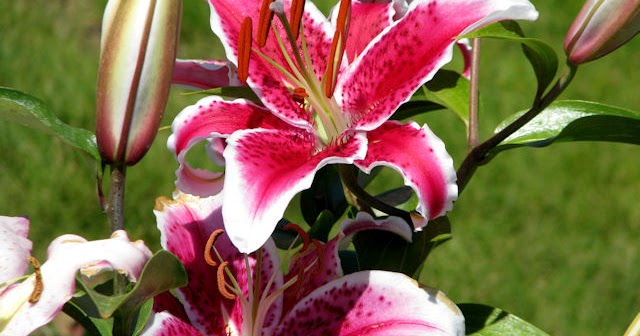 Lilyflowerstore/Parry's Tree Farm Garden Blog: Oriental Lily Flower ...