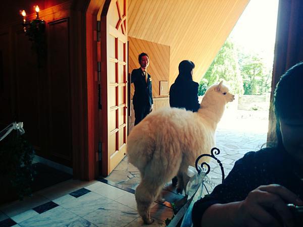 Lạc đà trắng đóng vai trò chứng hôn trong đám cưới tại Nhật Bản
