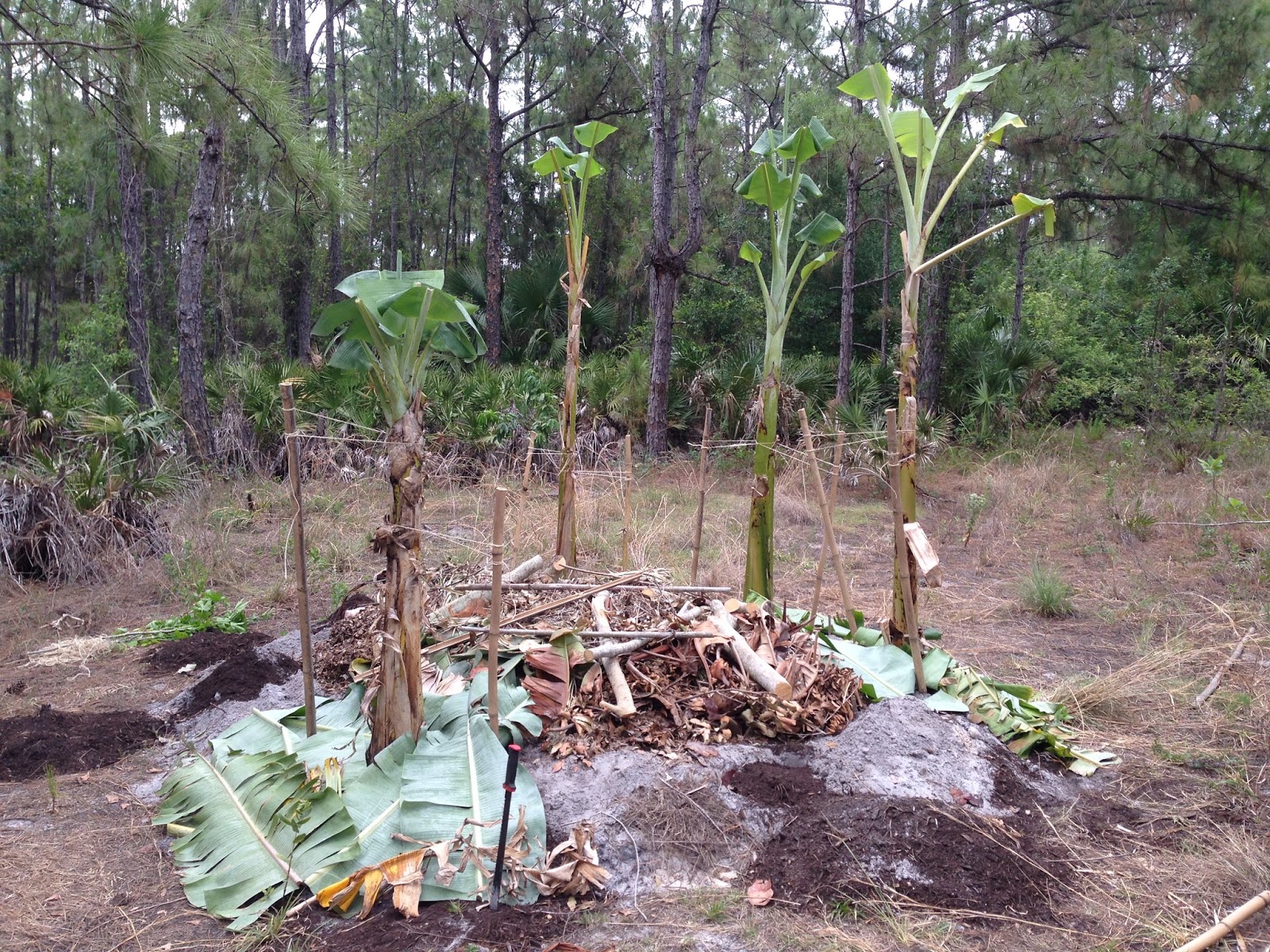 Growing Permaculture Banana Circles in Florida