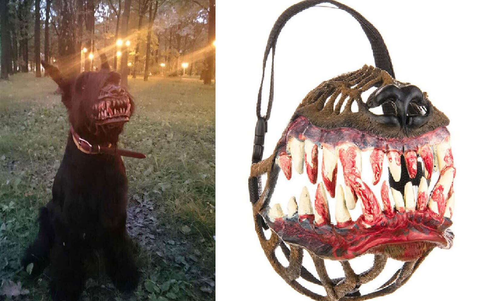 El Bozal Perfecto Para Pasear A Tu Perro Por El Bosque