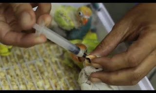 cara meloloh anakan lovebird usia 1 bulan cara meloloh anakan lovebird usia 1 bulan