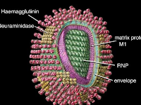 Gambar Virus Influenza