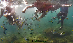 aktivitas snorkeling underwater pangandaran