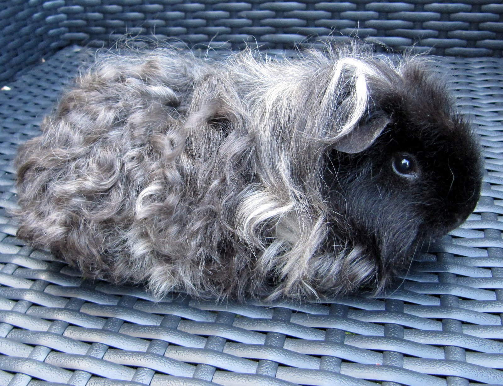 All Things Guinea Pig: Breeds and Varieties