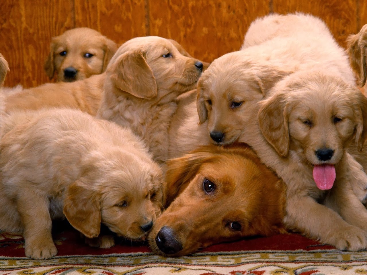 Cute dogs - part 9 (50 pics), golden retriever mommy and her puppies
