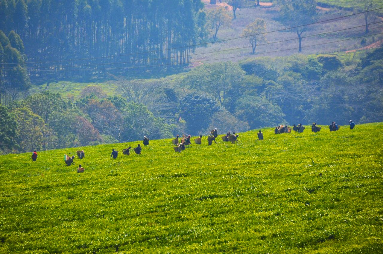 mulanje mountain malawi road trip