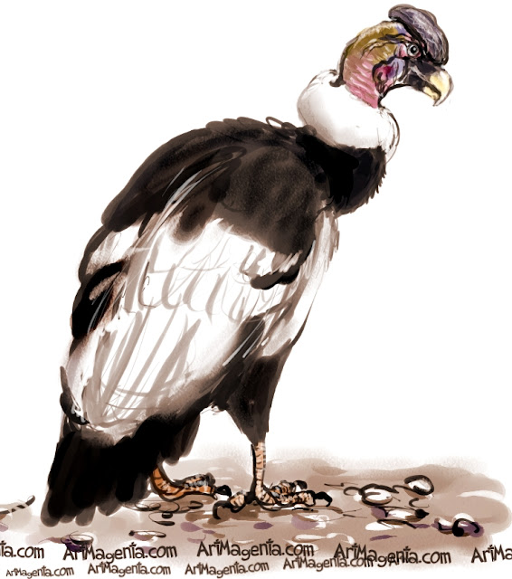 Andean Condor sketch painting. Bird art drawing by illustrator Artmagenta