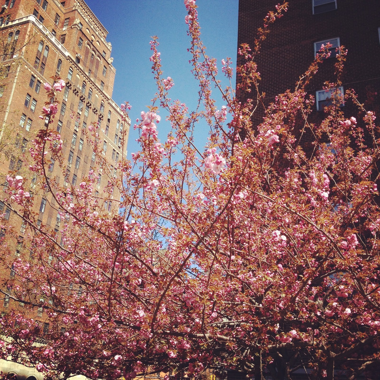 About New York: Spring in Chelsea