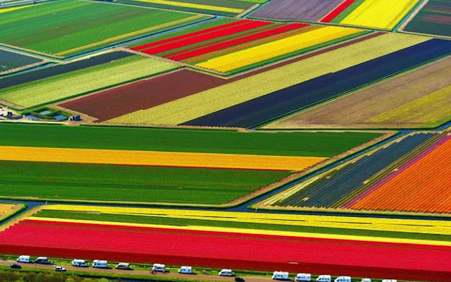      Tulips-in-Hollands.j